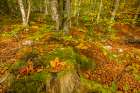 Slovenia, Triglav National Park, Vrata Valley. Fallen autumn leaves in forest. Art Print